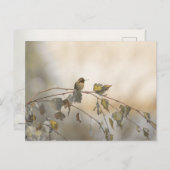 Kolibrie 5265 briefkaart (Voorkant / Achterkant)