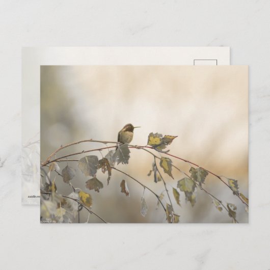 Kolibrie 5265 briefkaart (Voorkant / Achterkant)