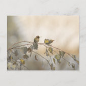 Kolibrie 5265 briefkaart (Voorkant)