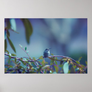 Kolibrie 5738 poster