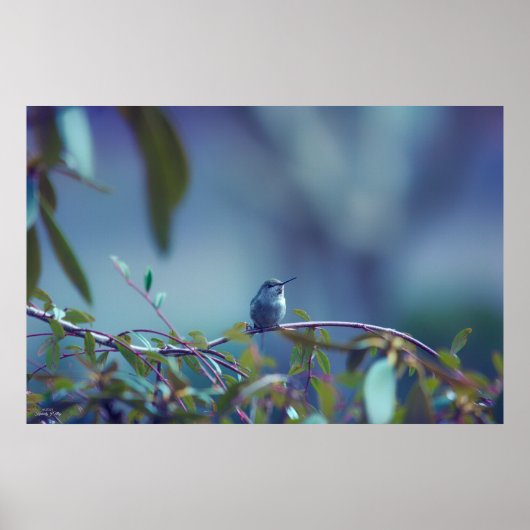 Kolibrie 5738 poster (Voorkant)