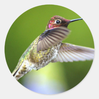 Kolibrie (5) ronde sticker