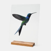 Kolibrie Acryl Bord (Hoek)