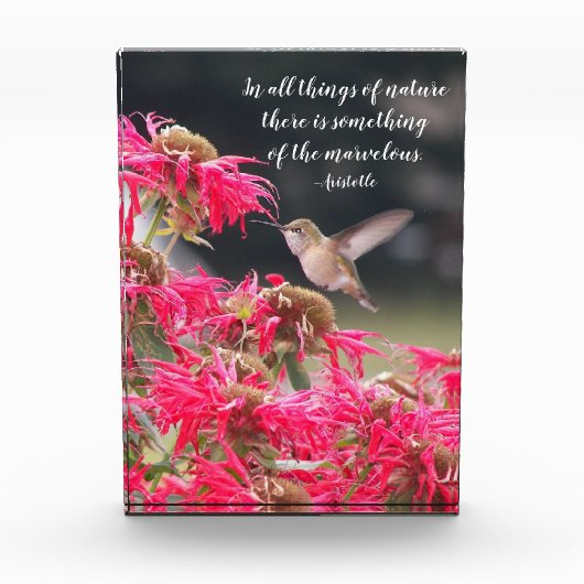 Kolibrie Aristoteles Philosophical Quote Fotoblokken (Voorkant)