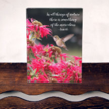 Kolibrie Aristoteles Philosophical Quote