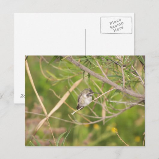 kolibrie briefkaart (Voorkant / Achterkant)