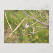 kolibrie briefkaart (Voorkant)