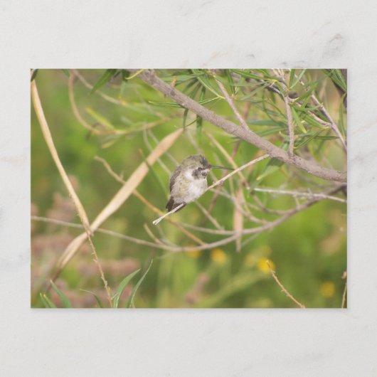 kolibrie briefkaart (Voorkant)