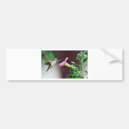 kolibrie bumpersticker (Voorkant)