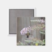 Kolibrie Clearwing Moth Blank Kaart Magneet (Voorkant / Achterkant)