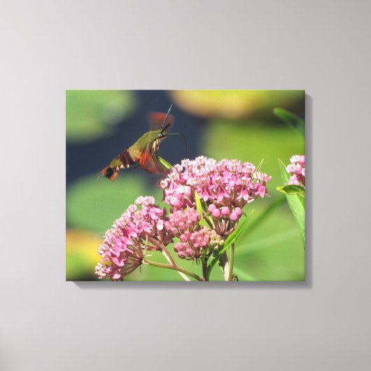 Kolibrie Clearwing Moth Canvas Afdruk (Voorkant)