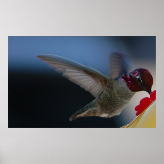Kolibrie Close-up ~print~ Poster (Voorkant)