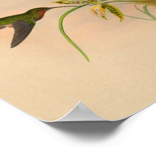  kolibrie Druk gele ventilator af Poster (Hoek)