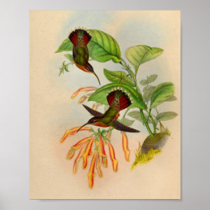 kolibrie Druk Oranje bloemen af Poster