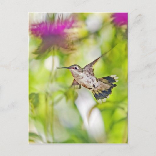 Kolibrie en bijenbalsem briefkaart (Voorkant)