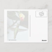Kolibrie en gele roos briefkaart (Achterkant)