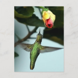 Kolibrie en gele roos briefkaart