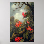 Kolibrie en Passiebloemen Poster (Voorkant)