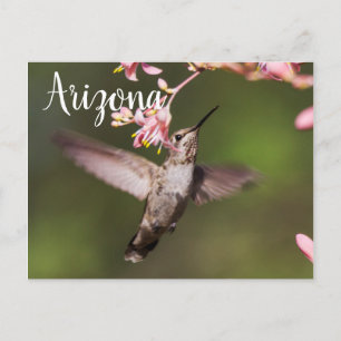 Kolibrie en roze bloemen, Arizona Briefkaart
