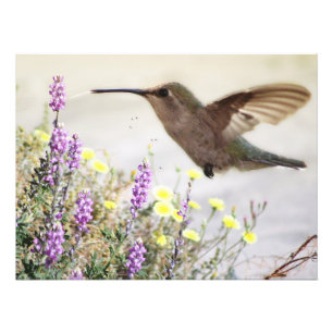 Kolibrie en wilde bloemen Digitale Kunst Foto Afdruk