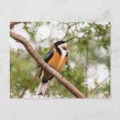 Kolibrie foto briefkaart (Voorkant)