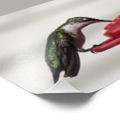 Kolibrie foto print 7x5 afdruk (Hoek)