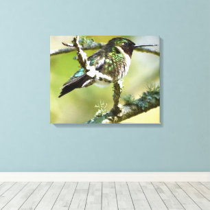 Kolibrie Fotografie Muurdecoratie Canvas Afdruk