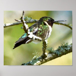 Kolibrie Fotografie Muurdecoratie Print