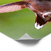 Kolibrie Fotografie Muurdecoratie Print (Hoek)