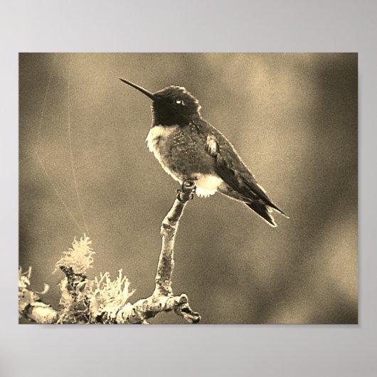 Kolibrie Fotografie Sepia Wanddecoratie Print (Voorkant)