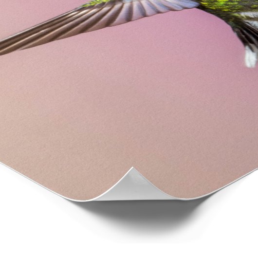 Kolibrie Fuchsia Foto Poster (Hoek)