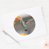 kolibrie grote sticker (Envelop)