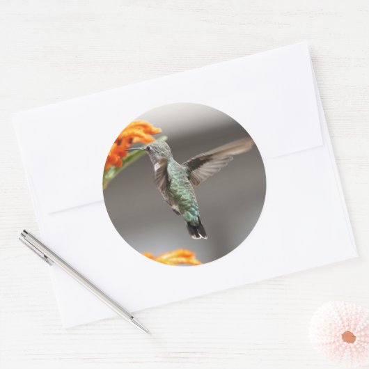 kolibrie grote sticker (Envelop)