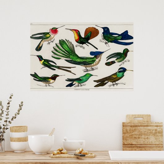  kolibrie illustratie poster (Keuken)
