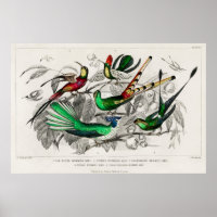  kolibrie illustratie