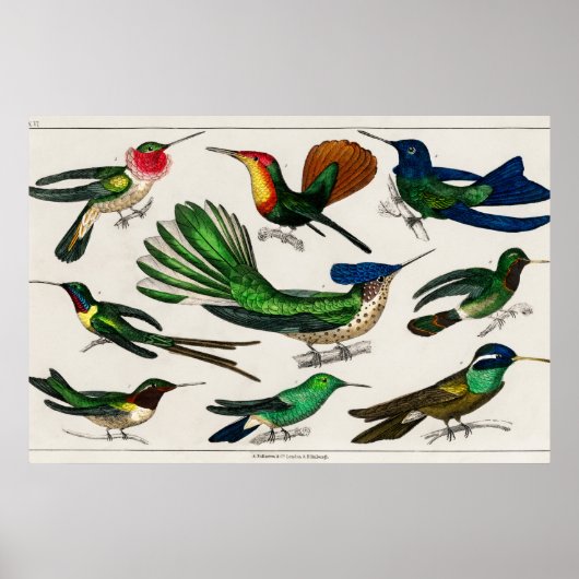 kolibrie illustratie poster (Voorkant)
