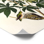 kolibrie illustratie poster (Hoek)