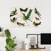  kolibrie illustratie poster (Thuiskantoor)