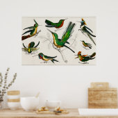  kolibrie illustratie poster (Keuken)