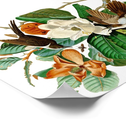 kolibrie illustratie poster (Hoek)