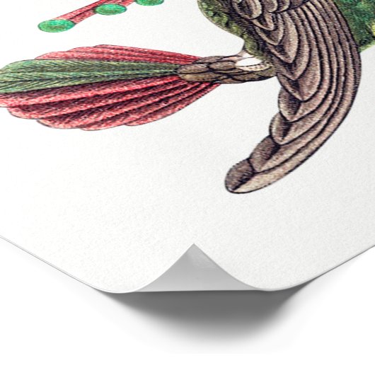  kolibrie illustratie poster (Hoek)