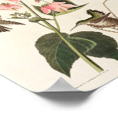  kolibrie illustratie poster (Hoek)