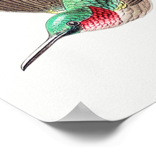  kolibrie illustratie poster (Hoek)