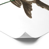  kolibrie illustratie poster (Hoek)