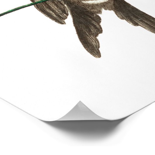  kolibrie illustratie poster (Hoek)