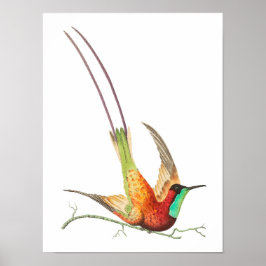 kolibrie illustratie poster
