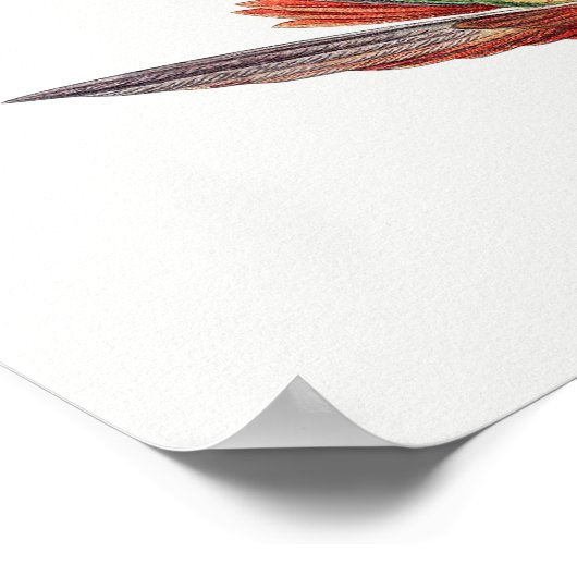 kolibrie illustratie poster (Hoek)