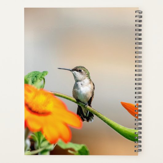 Kolibrie in de Adirondacks 2024 Planner (Achterkant)