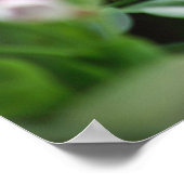 kolibrie in mandevilla poster (Hoek)