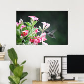 kolibrie in mandevilla poster (Thuiskantoor)